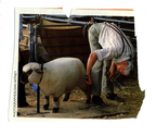 Farming - Shearing