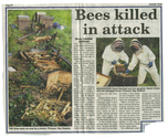 Animals - Bees