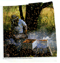 Animals - Bees
