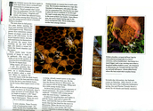 Animals - Bees