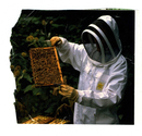 Animals - Bees