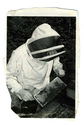 Animals - Bees