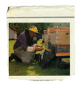 Animals - Bees