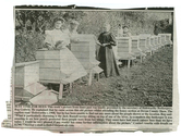 Animals - Bees