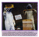 Animals - Bees