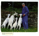 Animals - Others