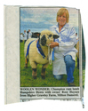 Animals-Show - Caprine/Ovine