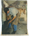 Craft - Equine