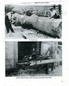 Craft - Wood