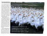 Farming - Birds