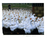 Farming - Birds