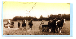 Farming - Equine