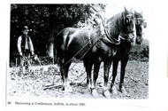 Farming - Equine