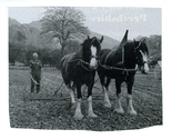 Farming - Equine