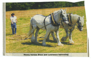 Farming - Equine