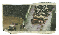 Farming - Foot And Mouth
