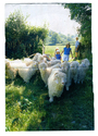 Farming - Ovine