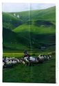 Farming - Ovine