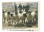 Farming - Ovine