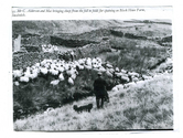 Farming - Ovine