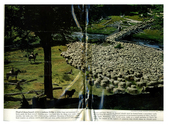 Farming - Ovine