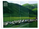Farming - Ovine