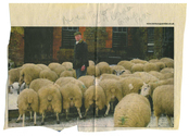Farming - Ovine