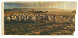 Farming - Ovine