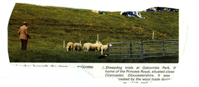 Farming - Ovine