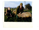 Farming - Ovine