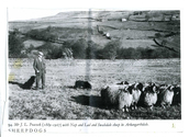 Farming - Ovine