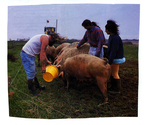 Farming - Porcine