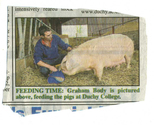 Farming - Porcine