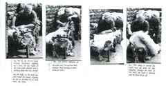 Farming - Shearing
