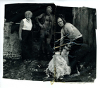 Farming - Shearing
