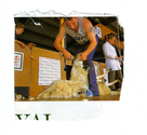 Farming - Shearing